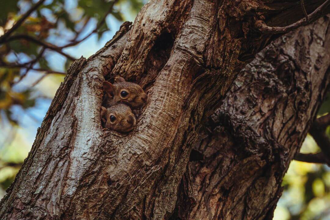 En la oquedad de un árbol 