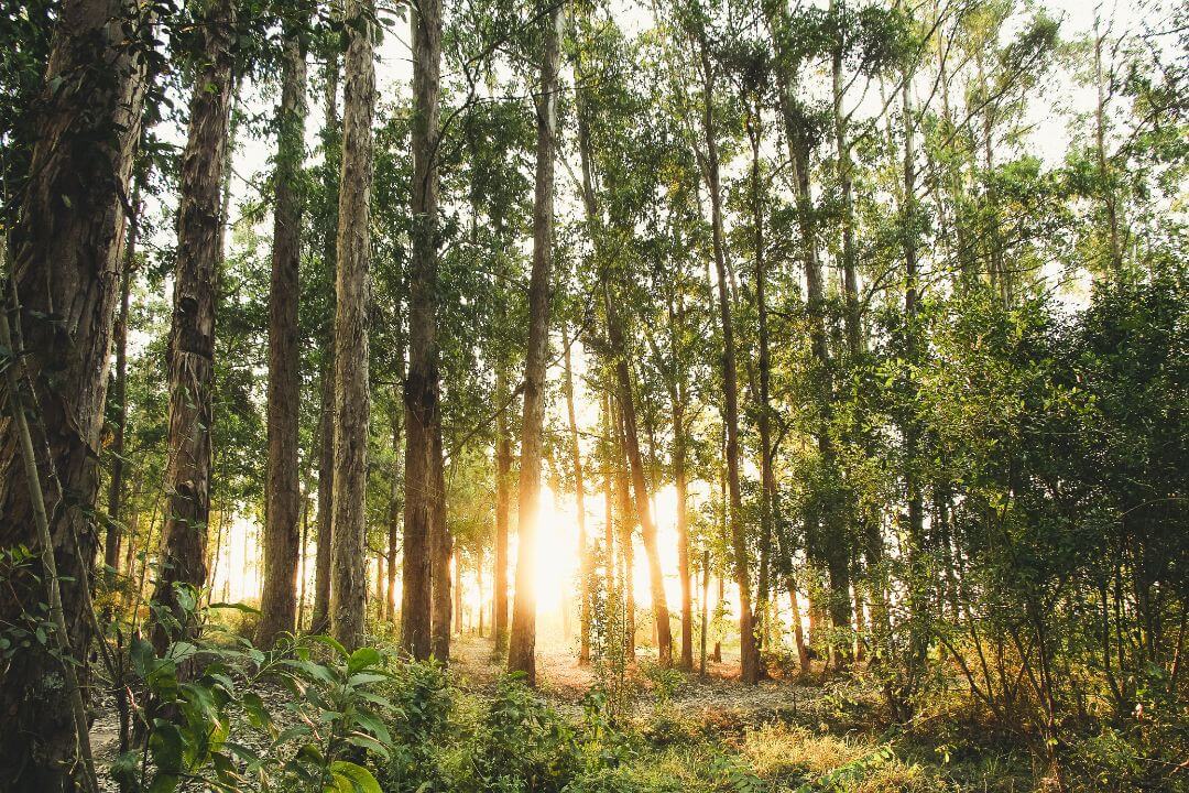 El increíble mapa sonoro de los bosques