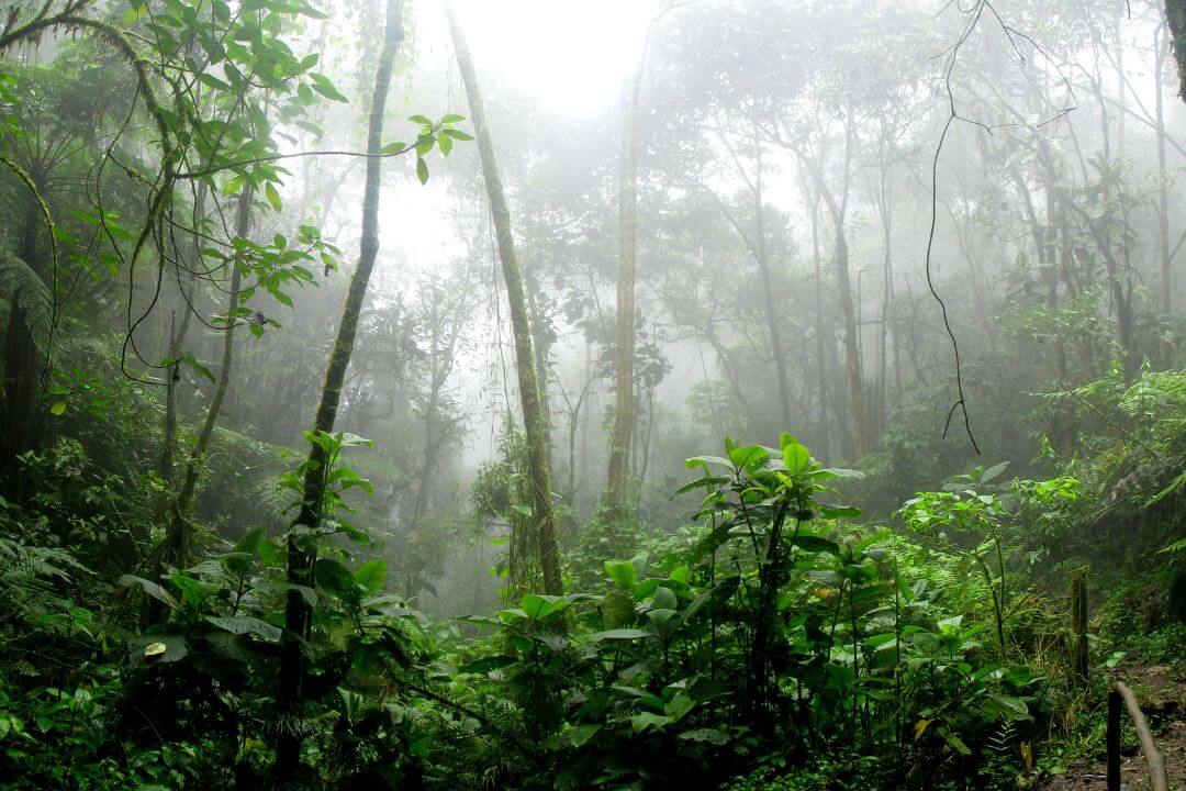 El increíble mapa sonoro de los bosques