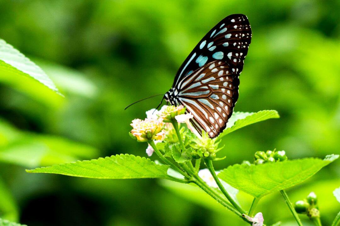 Cómo se comporta la fauna y flora ante un otoño que no llega