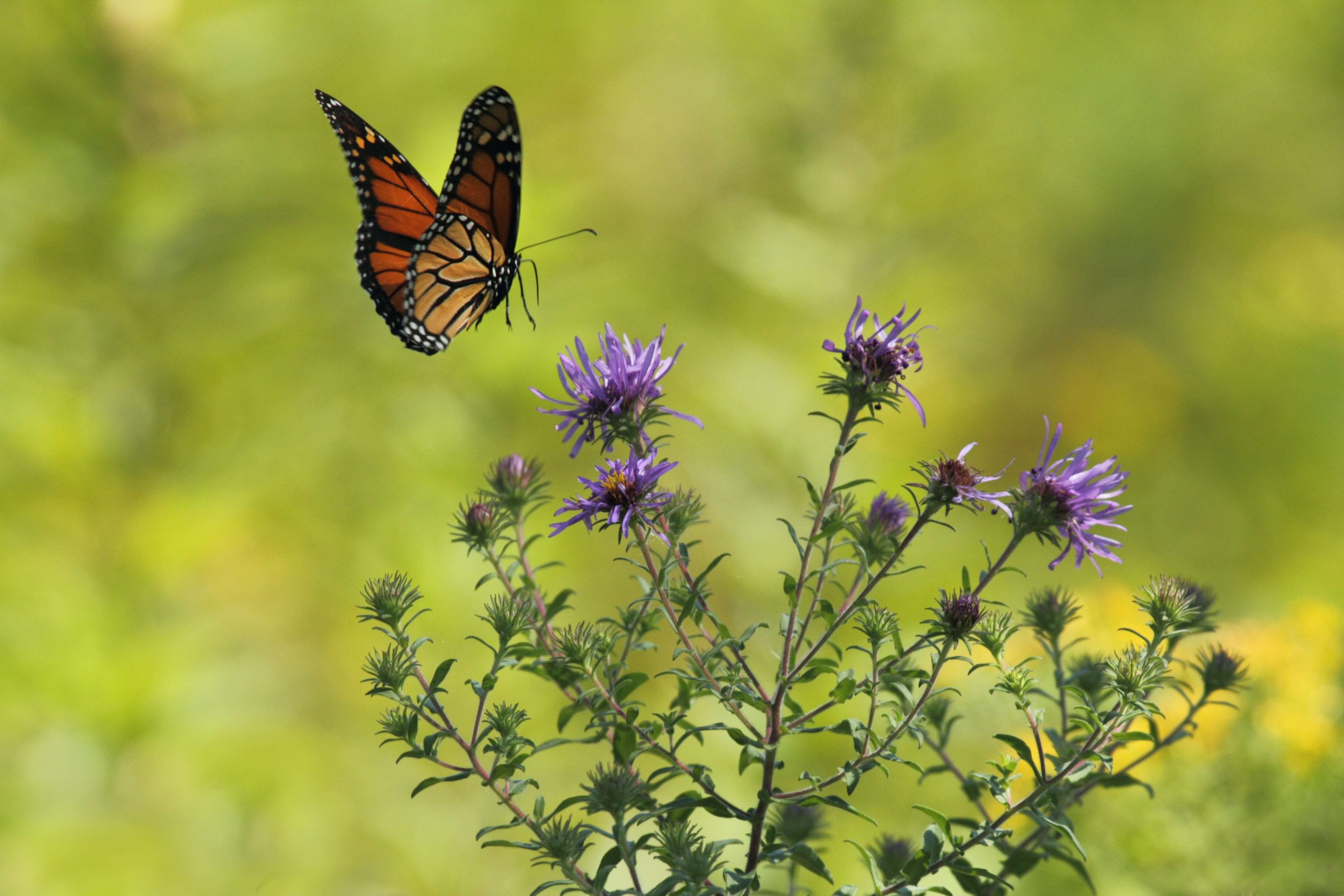 jardin asilvestrado mariposas