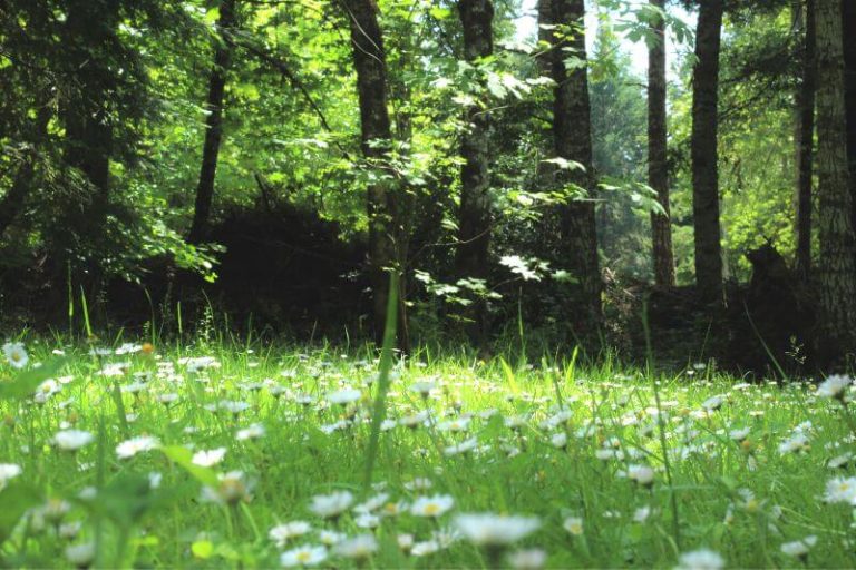 El increíble mapa sonoro de los bosques