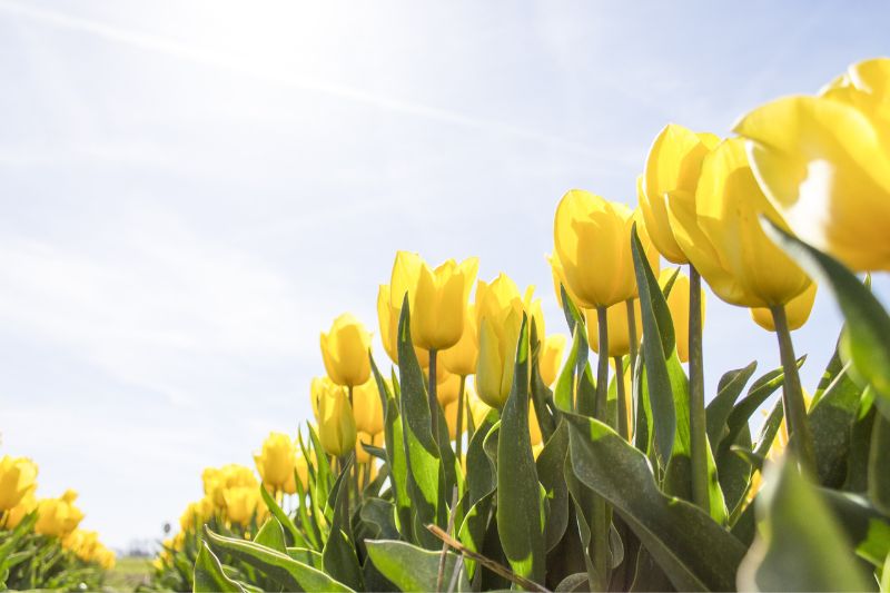 Todo sobre jardines de verano