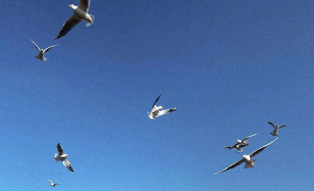 Cómo se comporta la fauna y flora ante un otoño que no llega