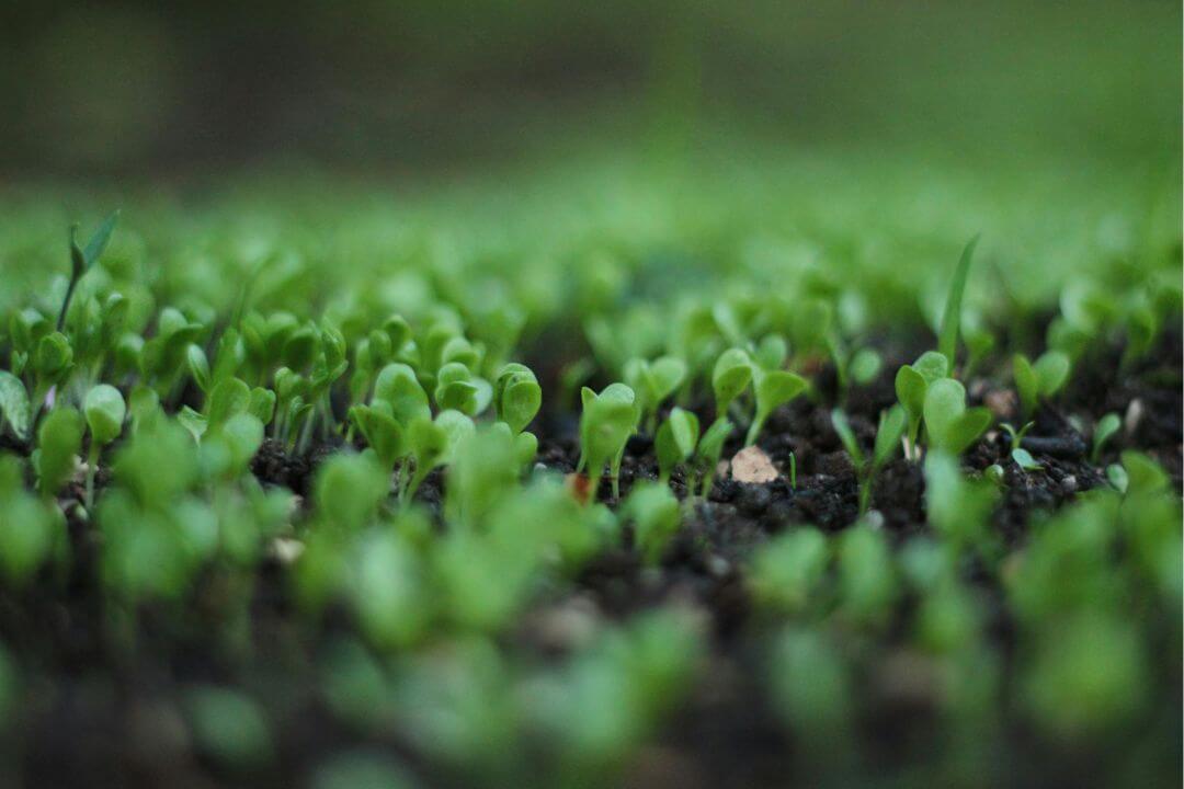 Descubre cómo preparar la tierra para plantar con greenline gardens