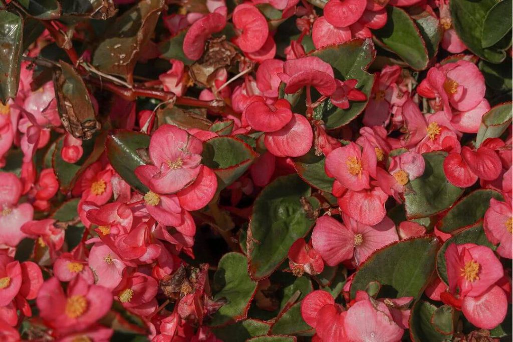 Flores como manjar gastronómico