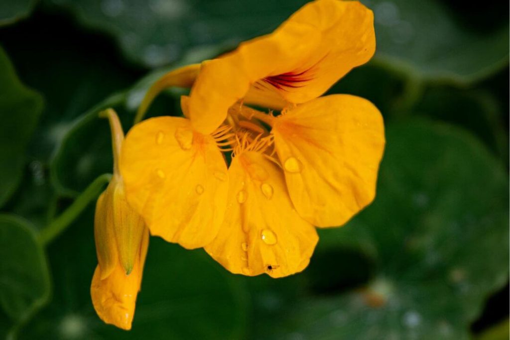 Flores como manjar gastronómico