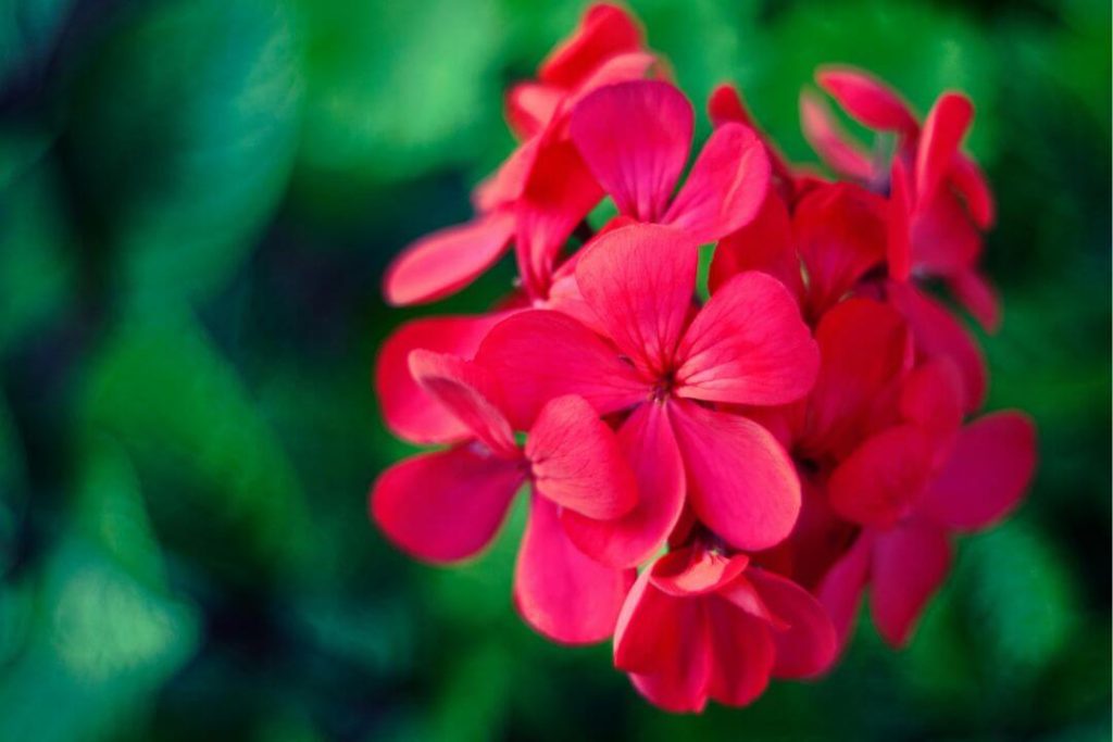 Flores como manjar gastronómico