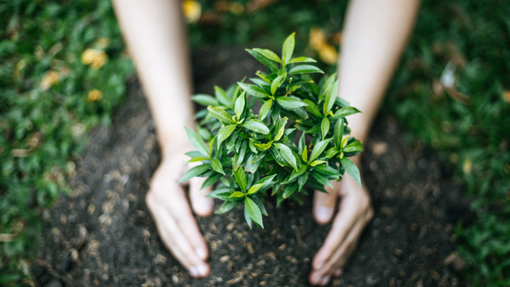 Cómo Plantar y Cuidar un Árbol para un Jardín Pequeño